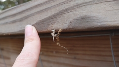 Nematocampa resistaria