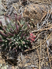 Dudleya pauciflora
