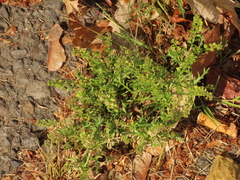 Lepidium strictum