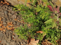 Lepidium strictum