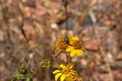 Acmaeodera bacchariphaga