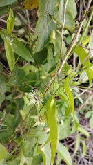 Passiflora suberosa litoralis