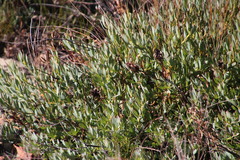 Leucadendron glaberrimum glaberrimum