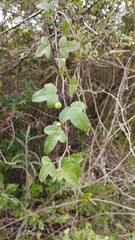 Passiflora suberosa litoralis