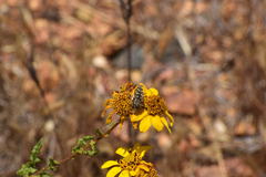 Acmaeodera bacchariphaga