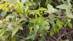 Passiflora suberosa litoralis