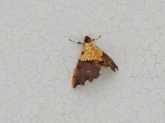 Agrotera basinotata