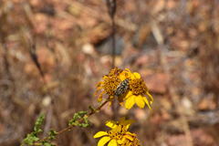 Acmaeodera bacchariphaga