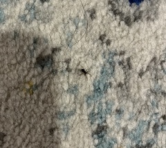 Asagena americana