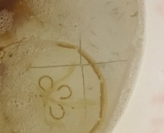 Staurostoma mertensii