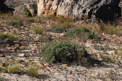 Leucadendron glaberrimum glaberrimum