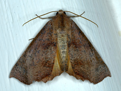 Mnesampela privata