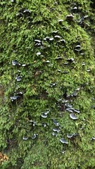 Resupinatus trichotis