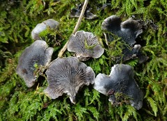 Resupinatus trichotis