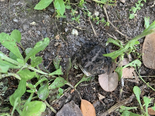 Southern Toad photographed in Mississippi
