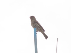 Haemorhous mexicanus