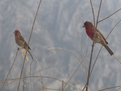 Haemorhous mexicanus