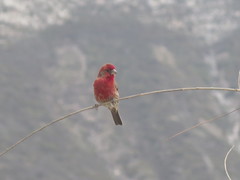 Haemorhous mexicanus