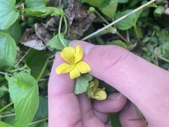 Viola eriocarpa