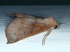 Mnesampela privata
