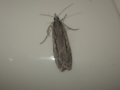 Scoparia indistinctalis