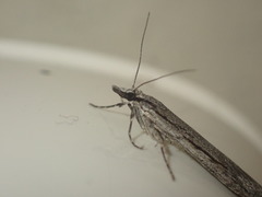 Scoparia indistinctalis