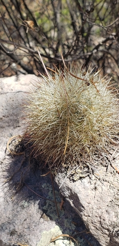 Mammillaria densispina