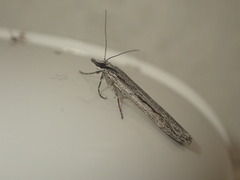 Scoparia indistinctalis