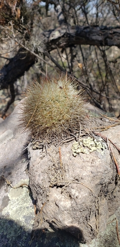 Mammillaria densispina