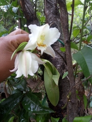 Rhynchostele candidula