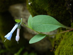 Mertensia longiflora