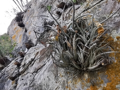 Tillandsia karwinskyana