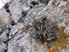Tillandsia karwinskyana