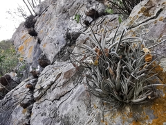 Tillandsia karwinskyana