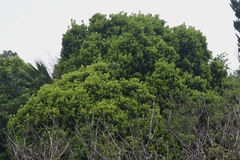 Elaeodendron laneanum