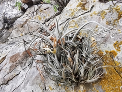 Tillandsia karwinskyana
