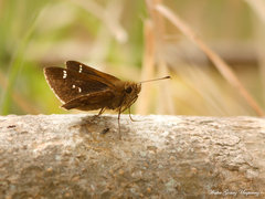 Cymaenes odilia