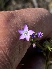 Gilia diegensis