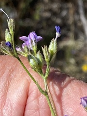 Gilia diegensis