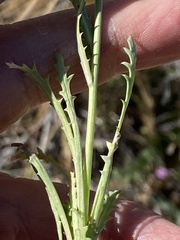 Gilia diegensis