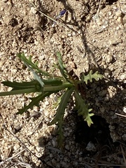 Gilia diegensis