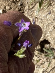 Gilia diegensis
