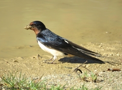 Hirundo rustica