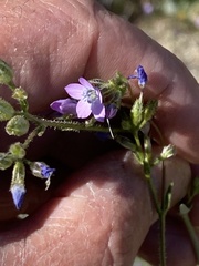 Gilia diegensis