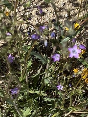 Gilia diegensis