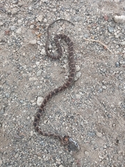 Mastigodryas pulchriceps