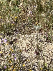 Gilia diegensis