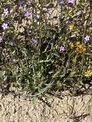 Gilia diegensis