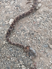 Mastigodryas pulchriceps