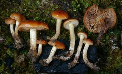 Pholiota castanea